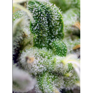 Gorilla Girl XL Auto. Photo 2